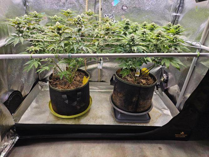 Honeycomp Pave - Compound - Winter Grow. Week 10