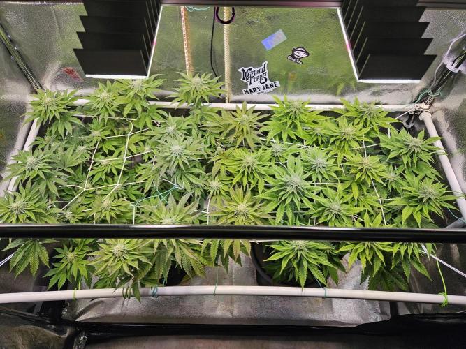 Honeycomp Pave - Compound - Winter Grow. Week 10