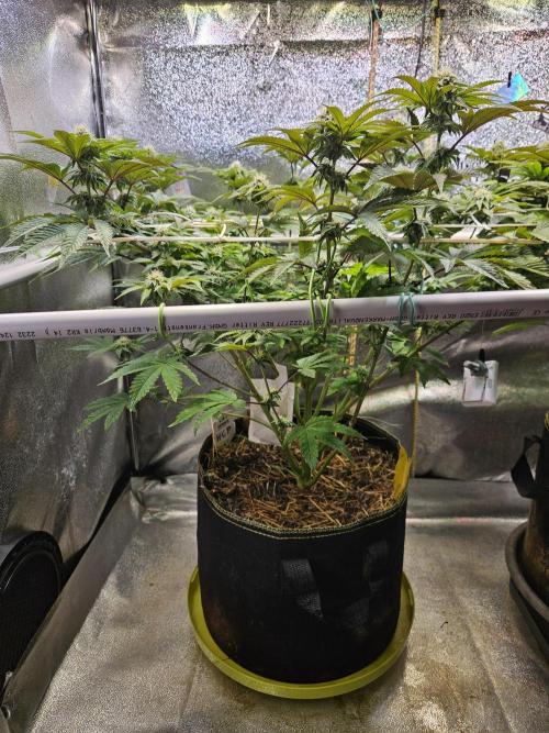 Honeycomp Pave - Compound - Winter Grow. Week 10