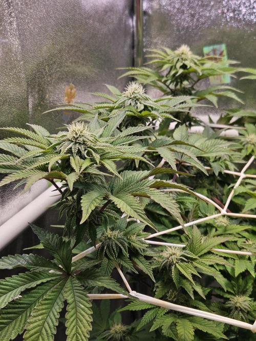 Honeycomp Pave - Compound - Winter Grow. Week 10