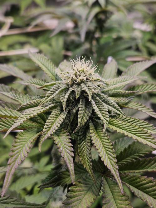 Honeycomp Pave - Compound - Winter Grow. Week 10