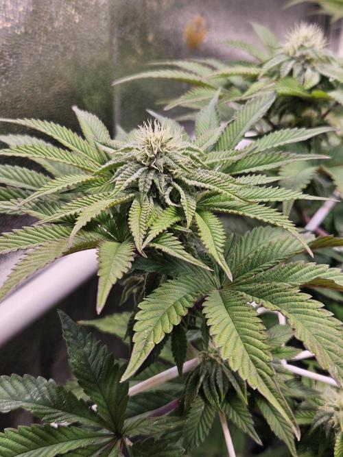 Honeycomp Pave - Compound - Winter Grow. Week 10