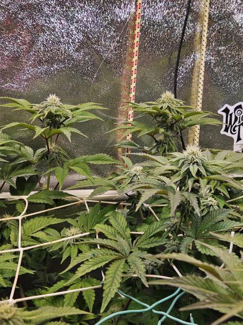 Honeycomp Pave - Compound - Winter Grow. Week 10