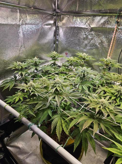 Honeycomp Pave - Compound - Winter Grow. Week 10