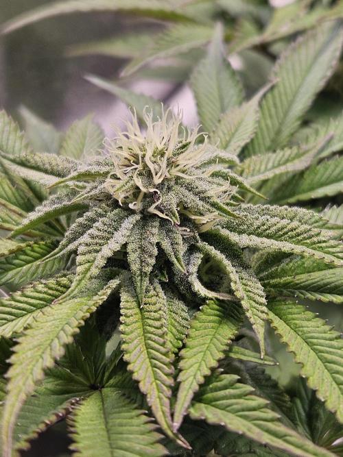 Honeycomp Pave - Compound - Winter Grow. Week 10