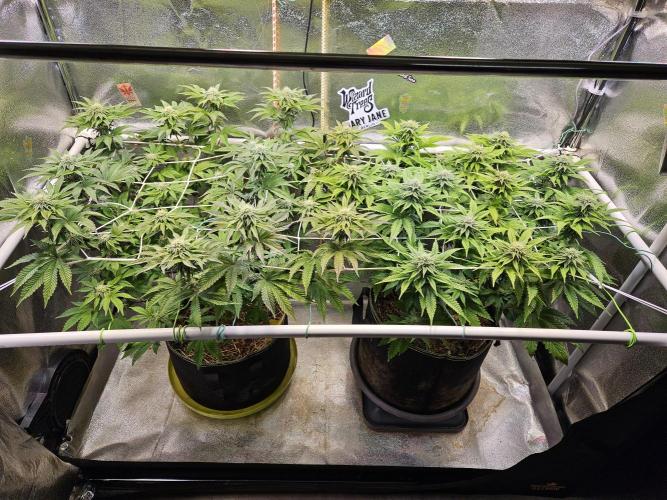 Velvet Kir Royal - HnnyHmp - Winter Grow. Week 10