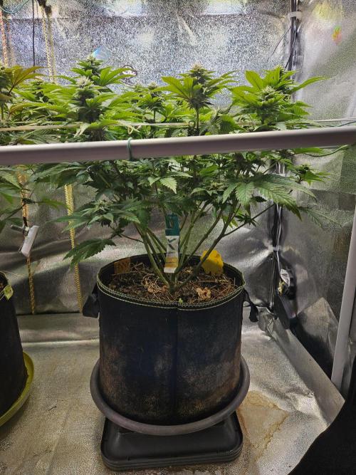 Velvet Kir Royal - HnnyHmp - Winter Grow. Week 10