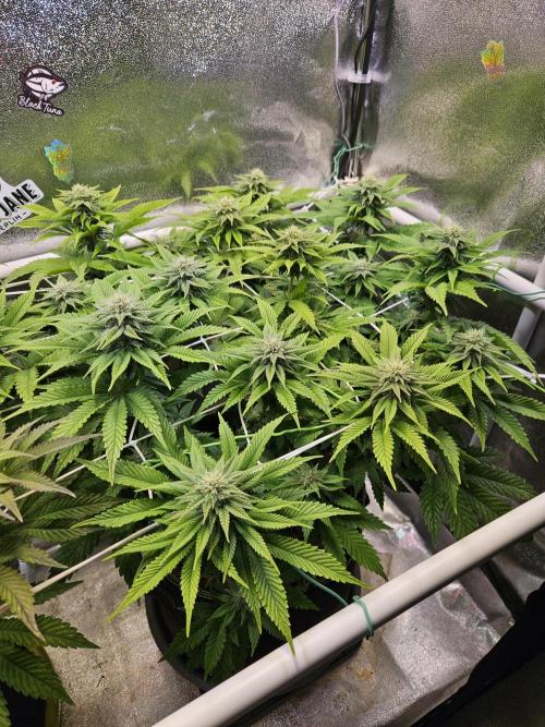 Velvet Kir Royal - HnnyHmp - Winter Grow. Week 10