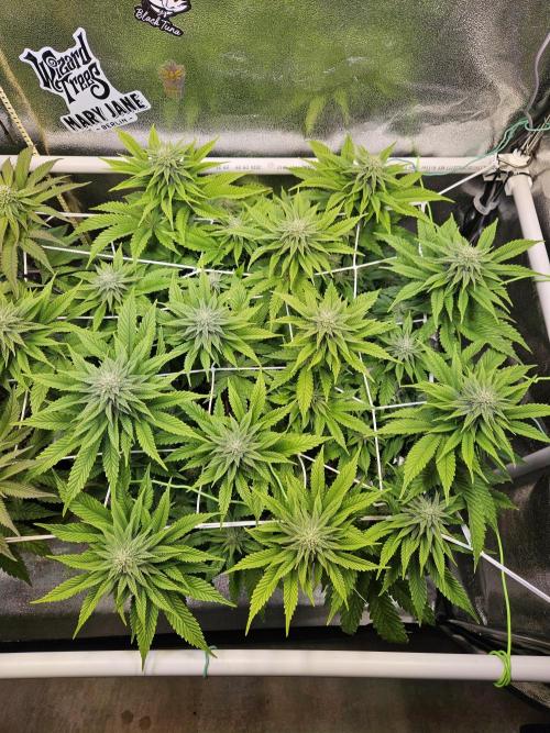 Velvet Kir Royal - HnnyHmp - Winter Grow. Week 10