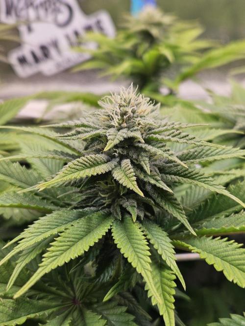 Velvet Kir Royal - HnnyHmp - Winter Grow. Week 10