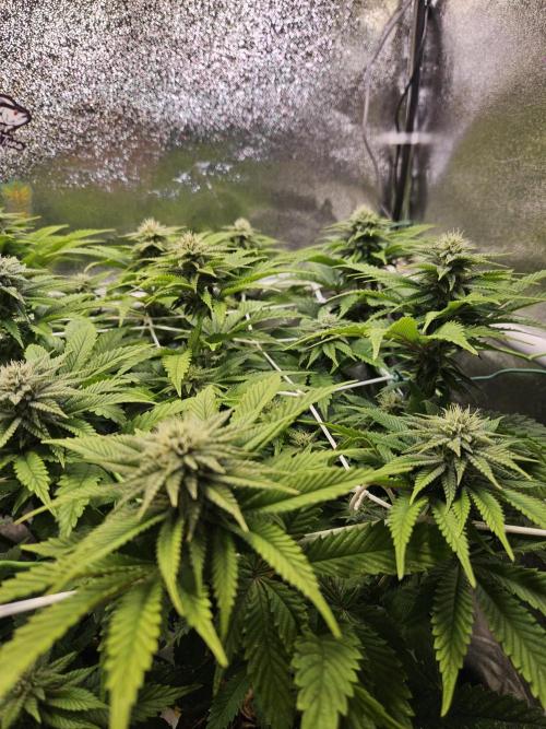 Velvet Kir Royal - HnnyHmp - Winter Grow. Week 10