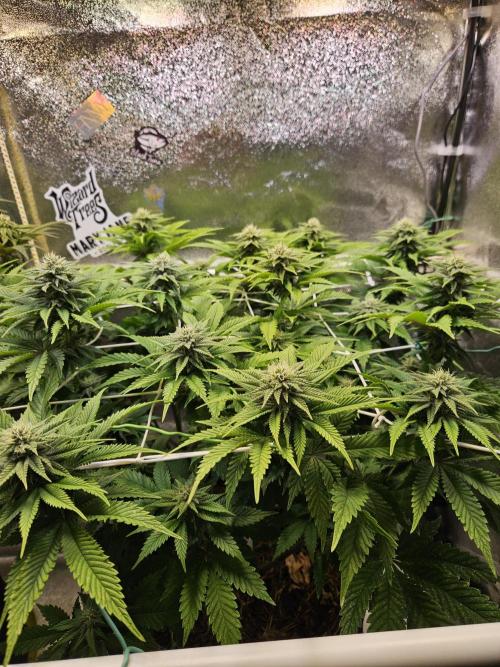 Velvet Kir Royal - HnnyHmp - Winter Grow. Week 10