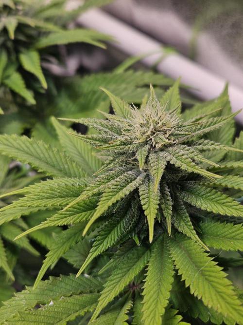 Velvet Kir Royal - HnnyHmp - Winter Grow. Week 10