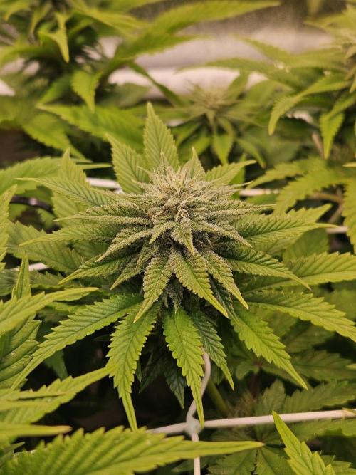 Velvet Kir Royal - HnnyHmp - Winter Grow. Week 10