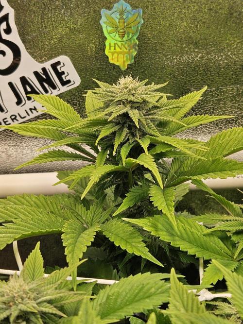 Velvet Kir Royal - HnnyHmp - Winter Grow. Week 10