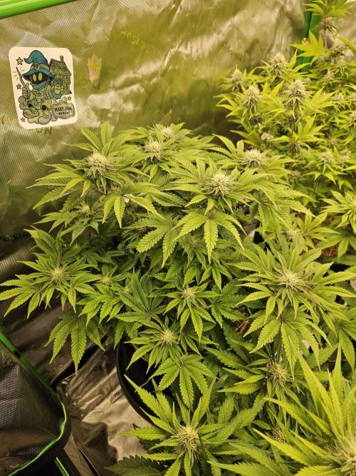 Velvet Kir Royal - HnnyHmp - Winter Grow. Week 10