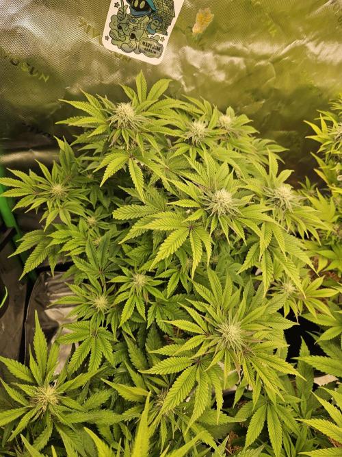 Velvet Kir Royal - HnnyHmp - Winter Grow. Week 10