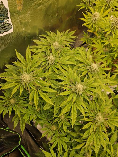 Velvet Kir Royal - HnnyHmp - Winter Grow. Week 10