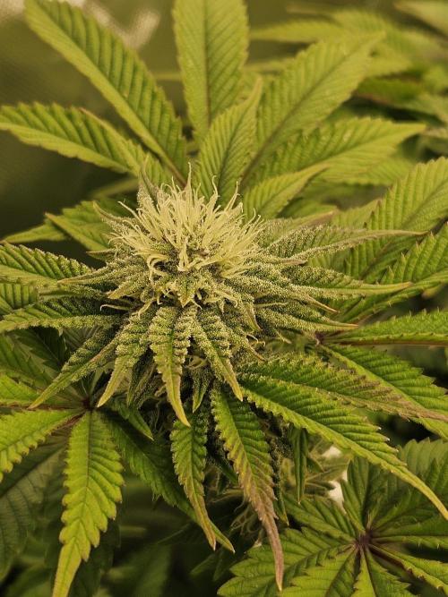 Velvet Kir Royal - HnnyHmp - Winter Grow. Week 10