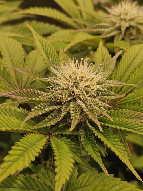 Velvet Kir Royal - HnnyHmp - Winter Grow. Week 10