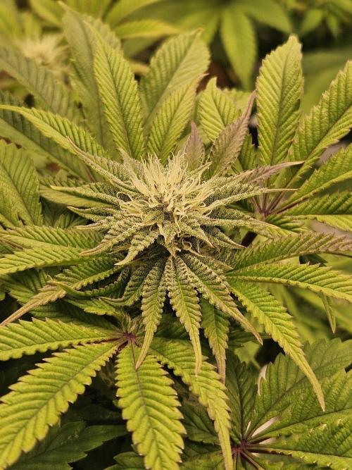 Velvet Kir Royal - HnnyHmp - Winter Grow. Week 10