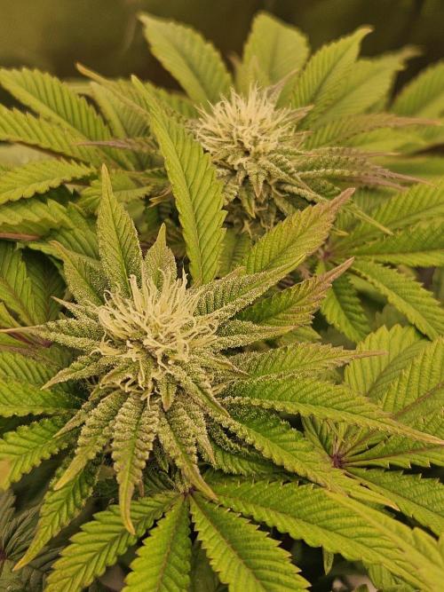 Velvet Kir Royal - HnnyHmp - Winter Grow. Week 10