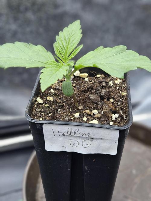 Hellfire OG - Guerilla Grow. Week 1