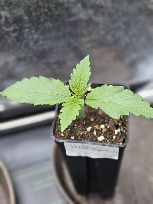 Hellfire OG - Guerilla Grow. Week 1