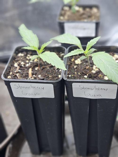Strawberry Guawa - Guerilla Grow. Week 1