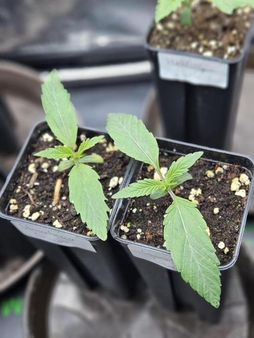 Strawberry Guawa - Guerilla Grow. Week 1