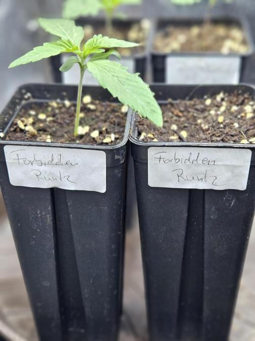 Forbidden Runtz Guerilla Grow. Week 1