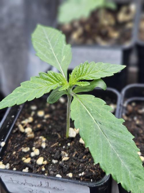Forbidden Runtz Guerilla Grow. Week 1