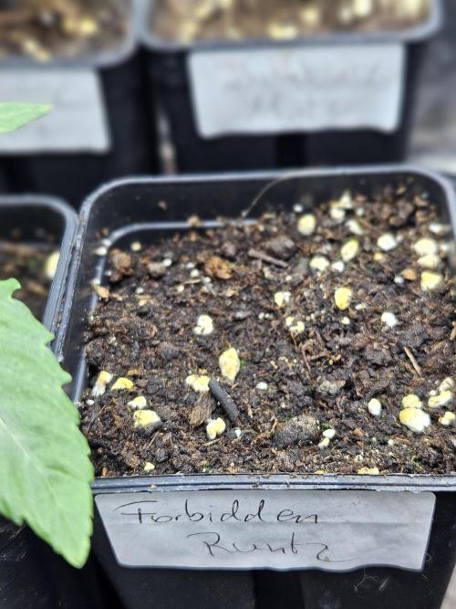 Forbidden Runtz Guerilla Grow. Week 1