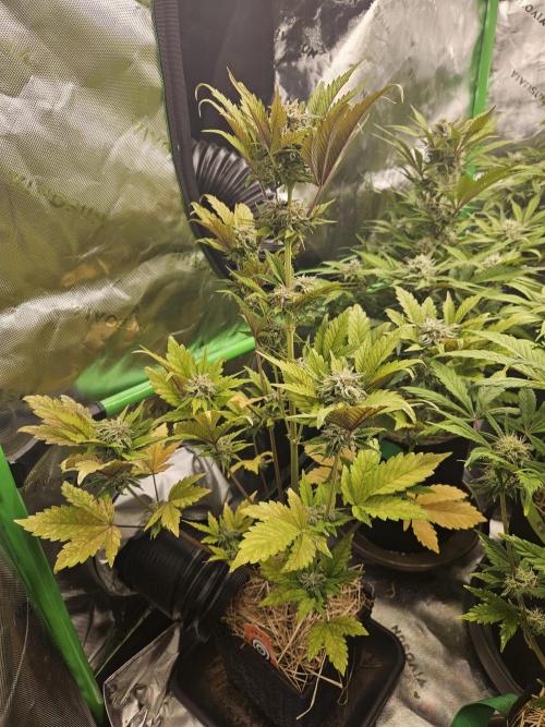 White Cheese Auto Winter grow. Week 8