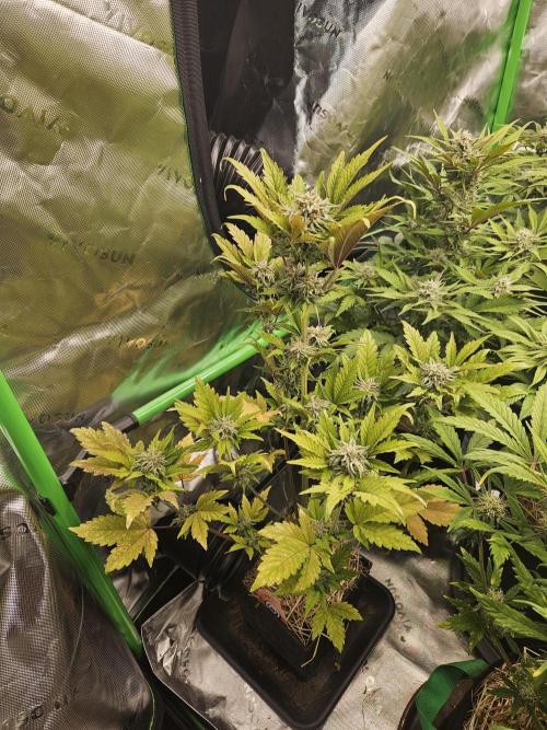White Cheese Auto Winter grow. Week 8