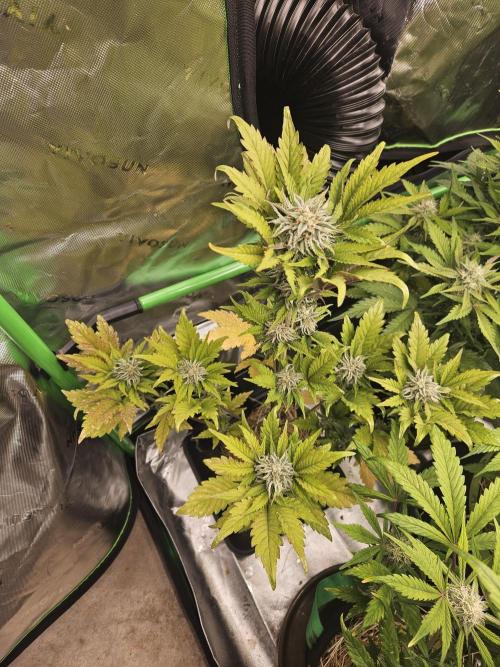 White Cheese Auto Winter grow. Week 8