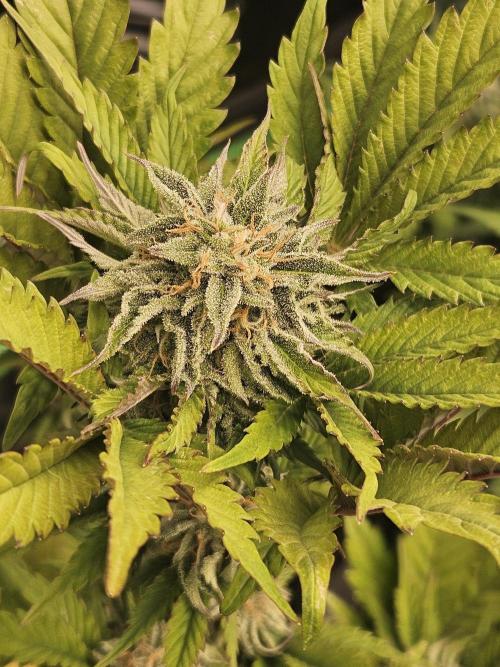 White Cheese Auto Winter grow. Week 8
