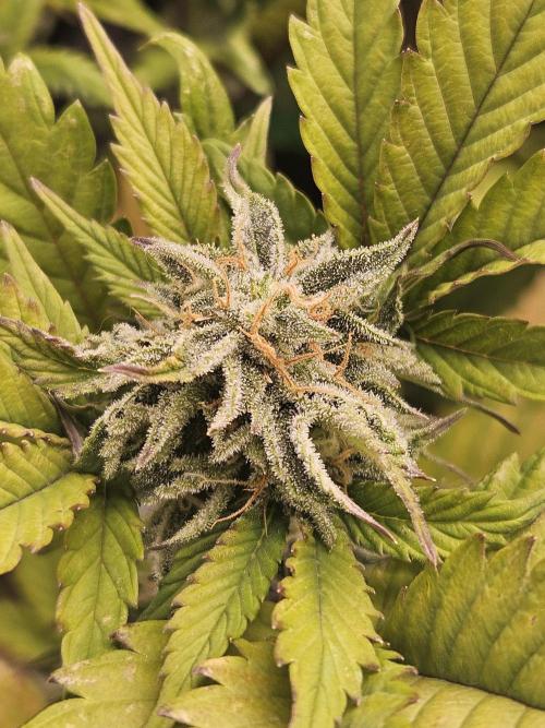 White Cheese Auto Winter grow. Week 8