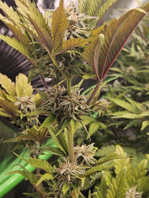 White Cheese Auto. Week 8
