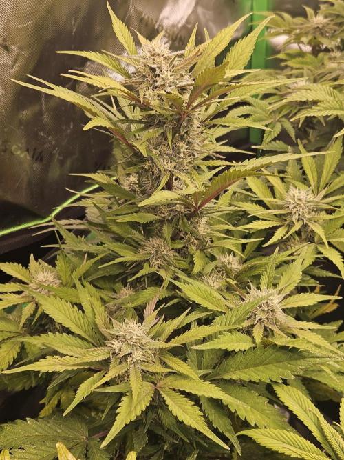 Gorilla Cookies Auto - Winter grow. Week 8