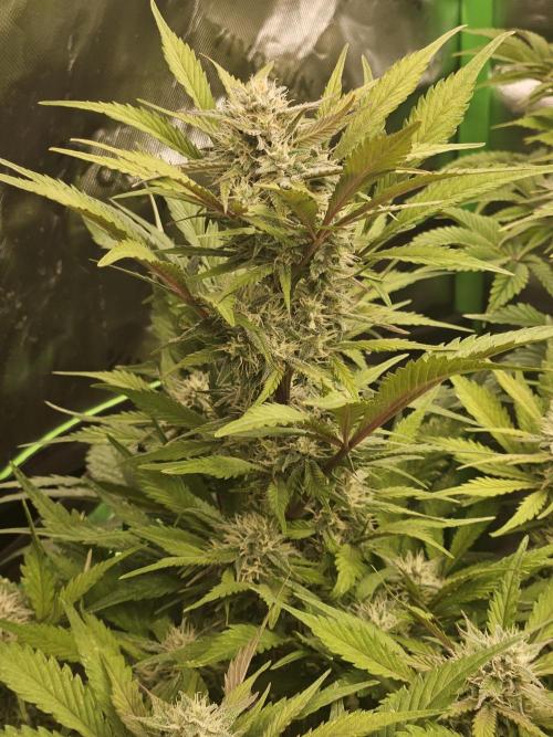 Gorilla Cookies Auto - Winter grow. Week 8
