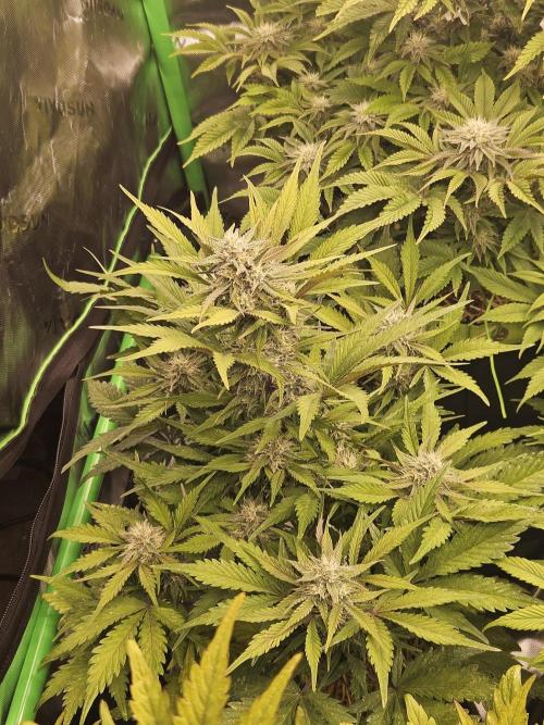 Gorilla Cookies Auto - Winter grow. Week 8