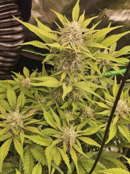 Gorilla Cookies Auto - Winter grow. Week 8