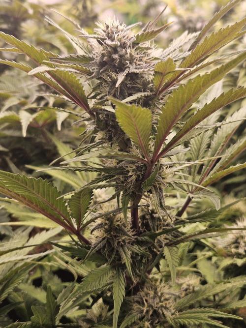 Gorilla Cookies Auto - Winter grow. Week 8