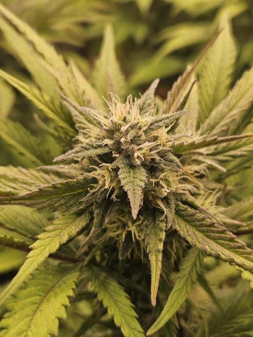 Gorilla Cookies Auto - Winter grow. Week 8