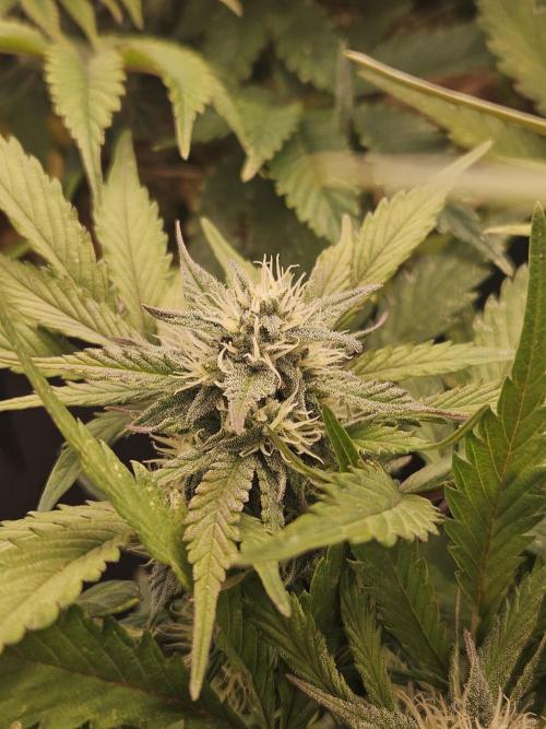 Gorilla Cookies Auto - Winter grow. Week 8