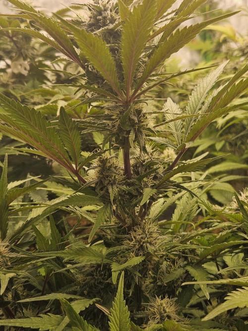 Gorilla Cookies Auto - Winter grow. Week 8