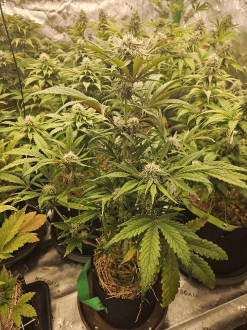 California Sour Diesel Auto Winter grow. Week 8