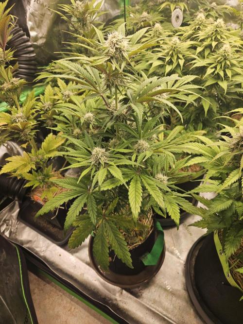 California Sour Diesel Auto Winter grow. Week 8