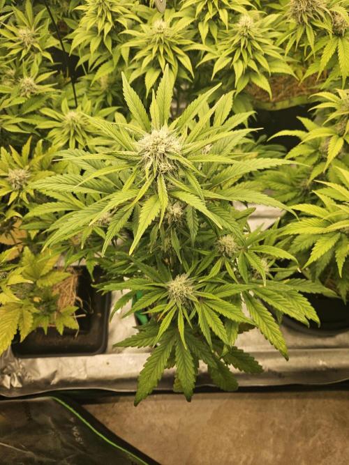California Sour Diesel Auto Winter grow. Week 8